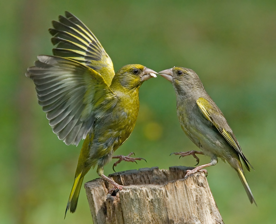 Па Обыкновенная зеленушка, Greenfinch, Chloris, танец, па
