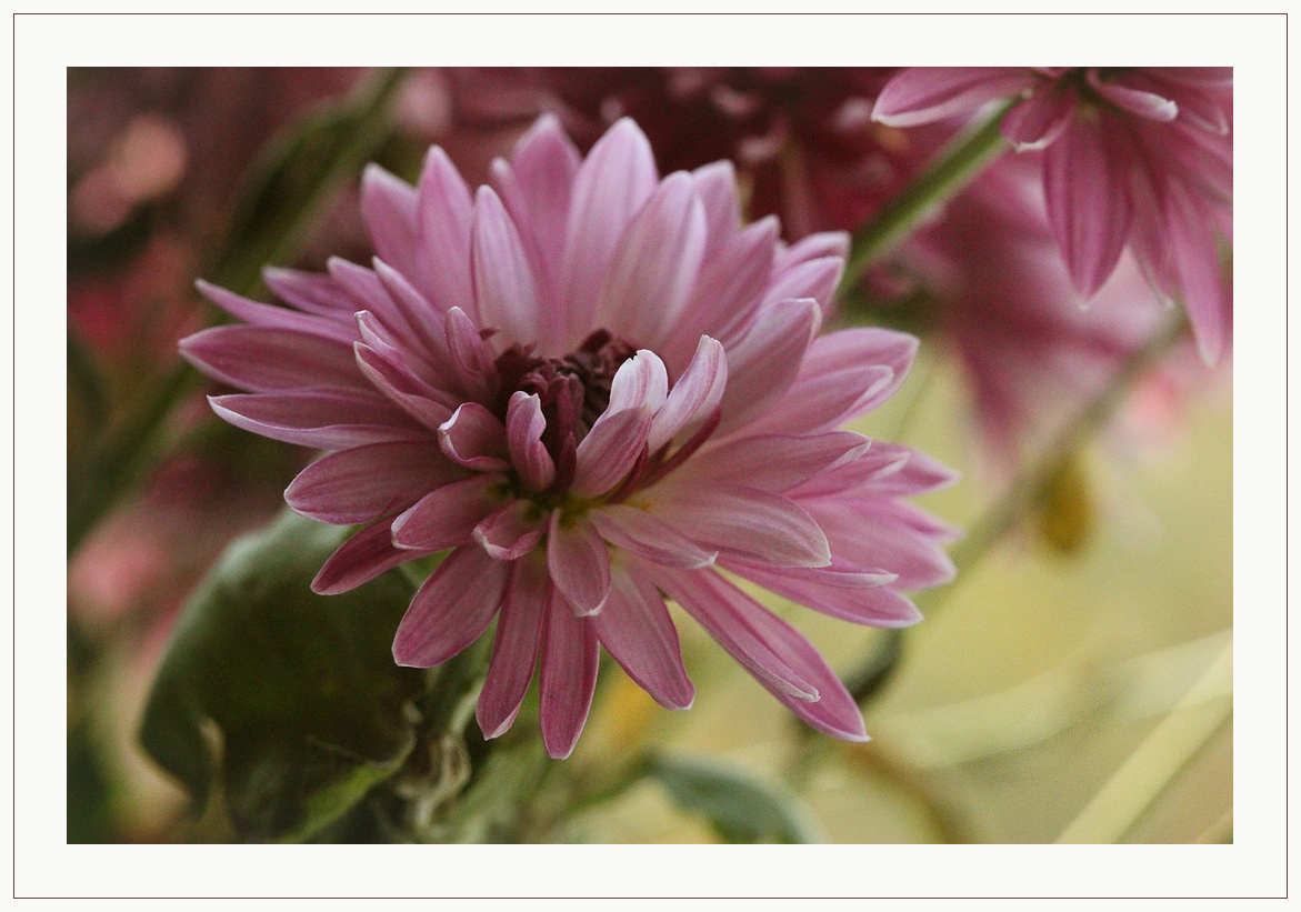 _~*~___ flowers