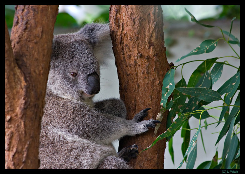 Коала Australia New South Wales Sydney Taronga Zoo Animals Marsupials Koala