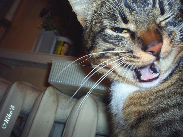 Дарова!!! Я подрос!!! котяра