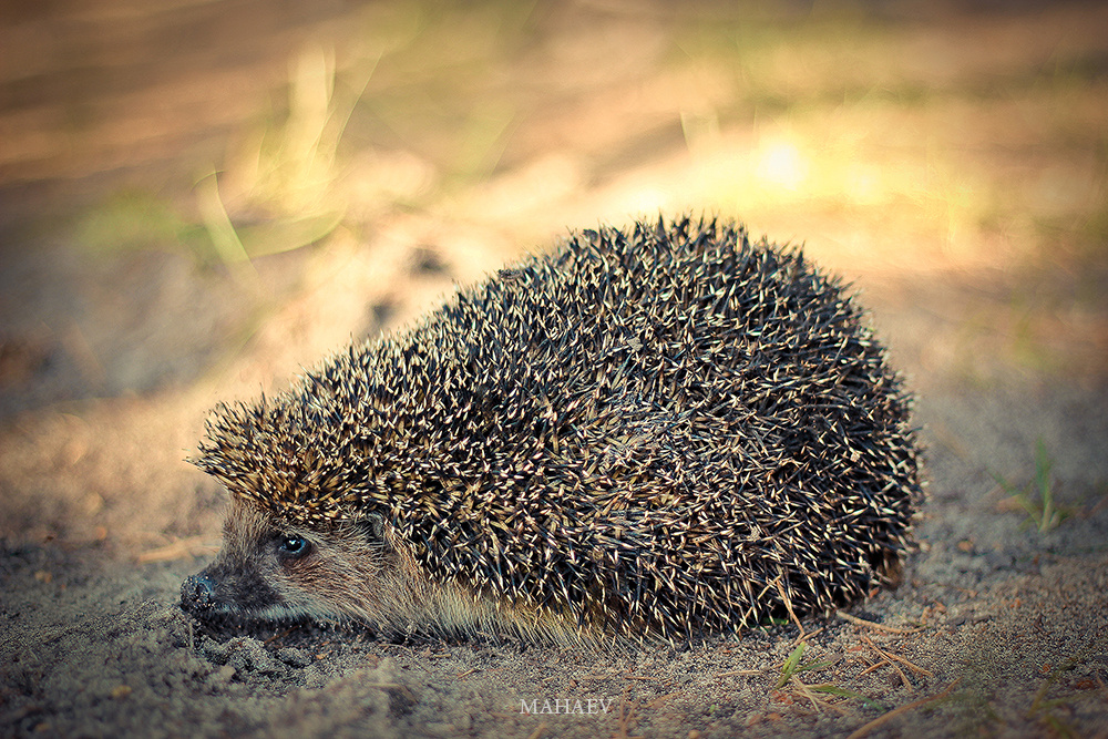 Hedgehog in the woods Алтайский край, Барнаул, Динамо, Ежик, Лес