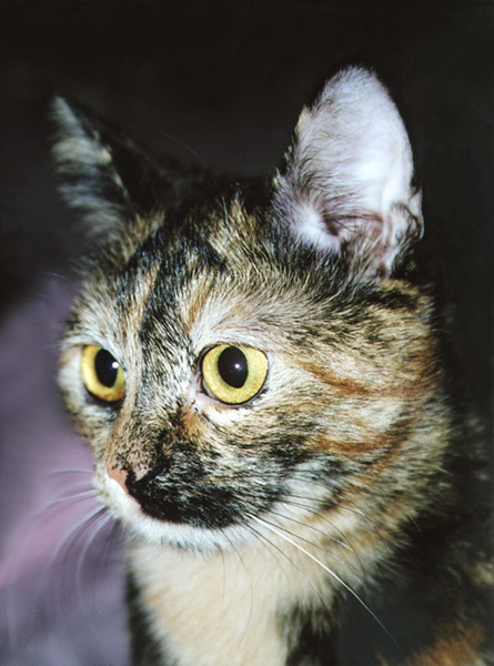 Серьёзное кошка, кот, кошки