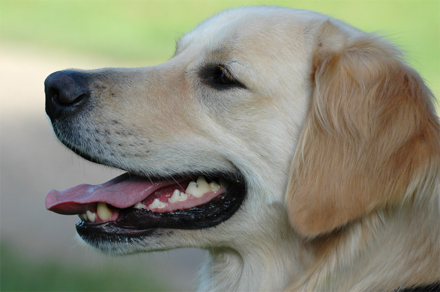Retriever 