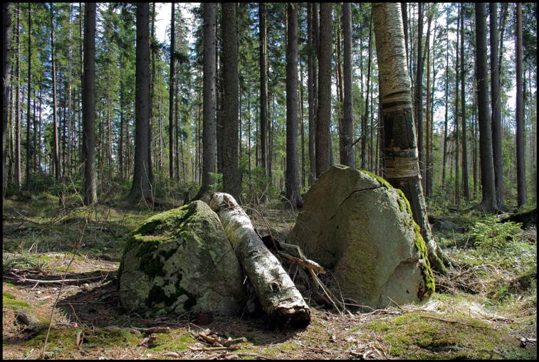 Выборгский лес. камень лес под Выборгом