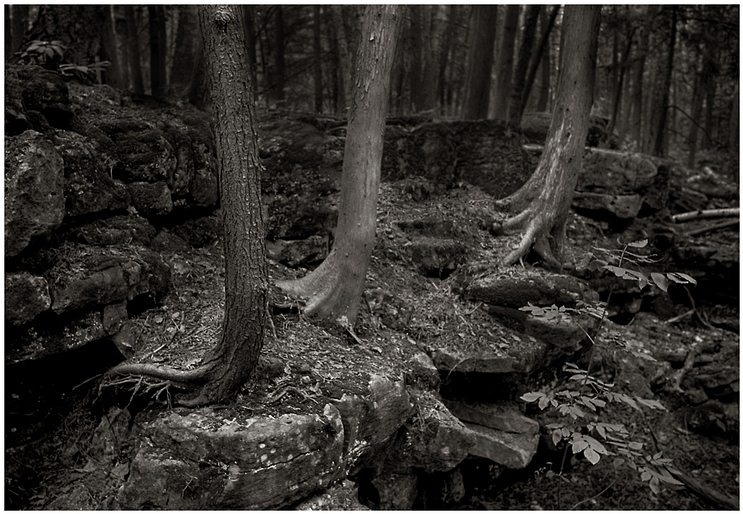 Woodland Near Crawford Lake, Ontario ontario canada woodland forest