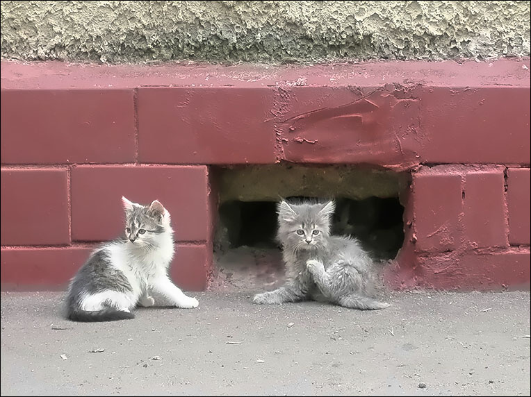 Слышь, Серый, кончай красоту наводить. Пора когти рвать кошки коты котята