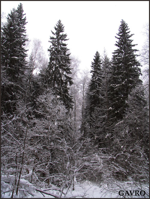 Зимний лес. Зимний лес.