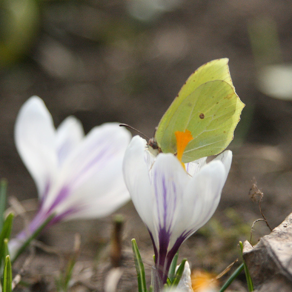 Crocus Весна март крокус бабочка лимонница