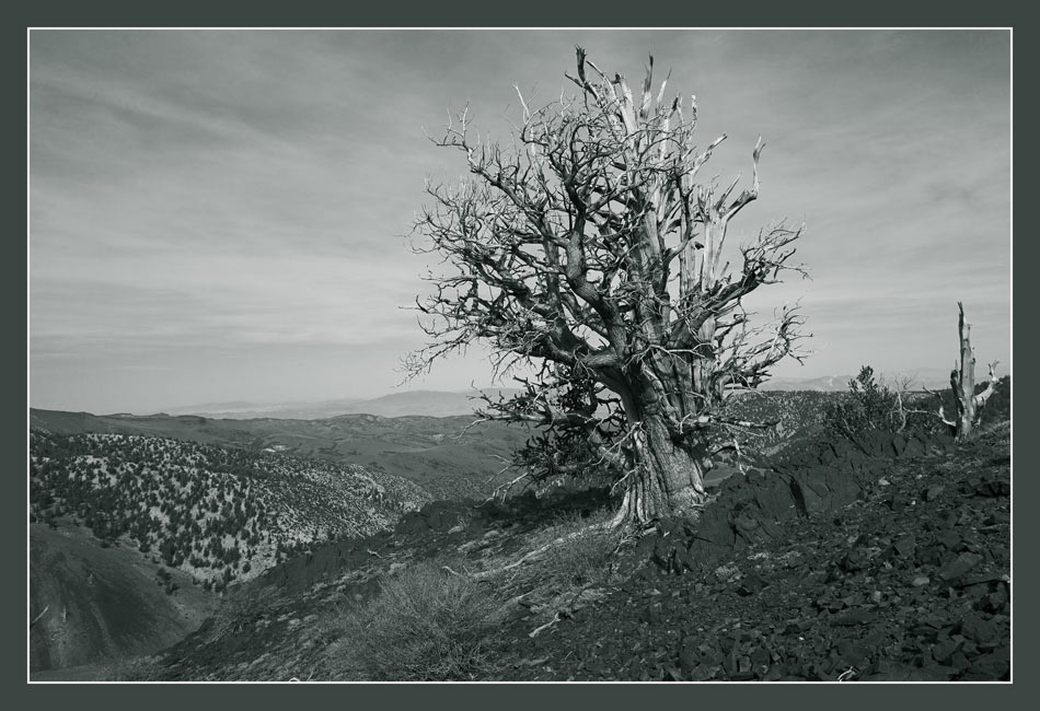 Cоревнование с вечностью Ancient Bristlecone Pine Forest