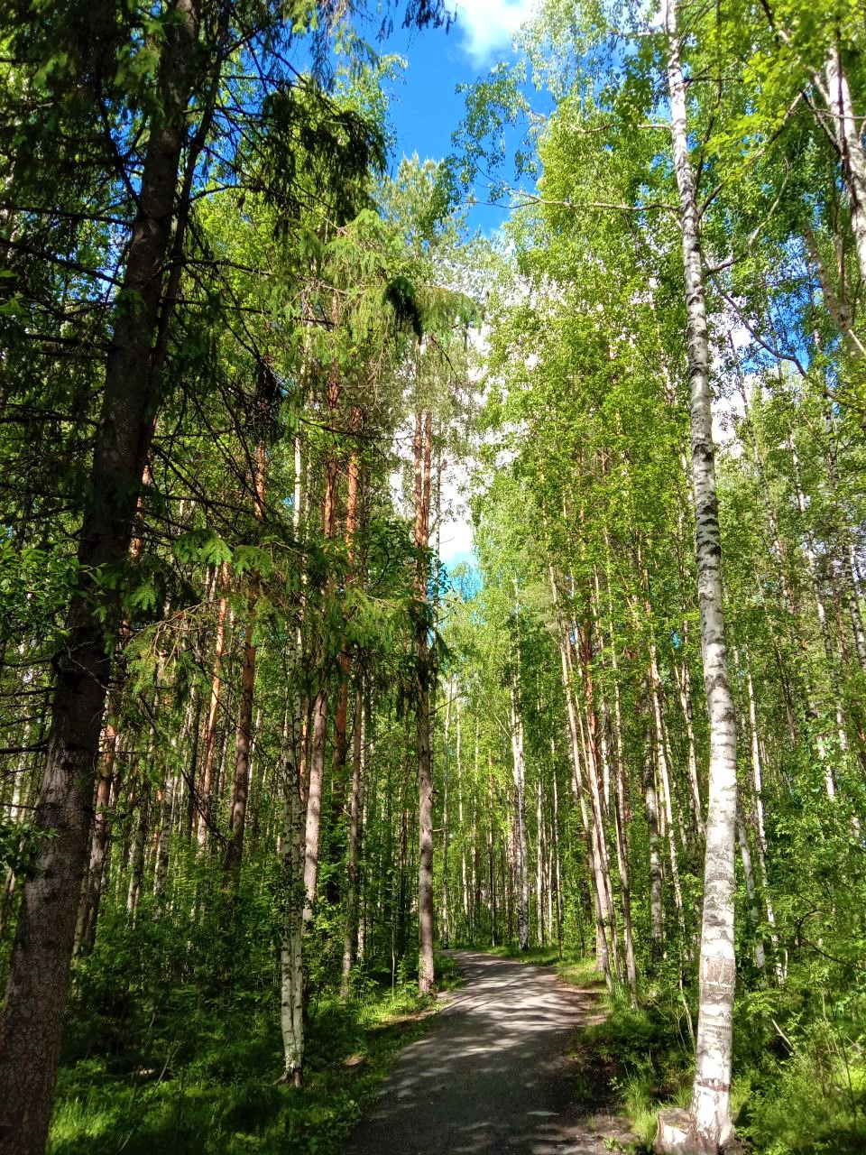 Дыхание леса... 