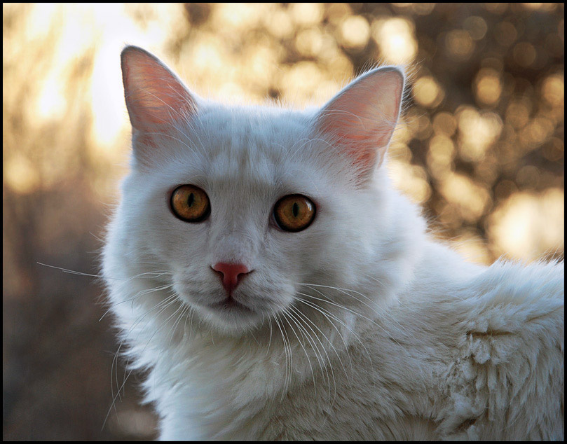 Cat... white cat brown eyes