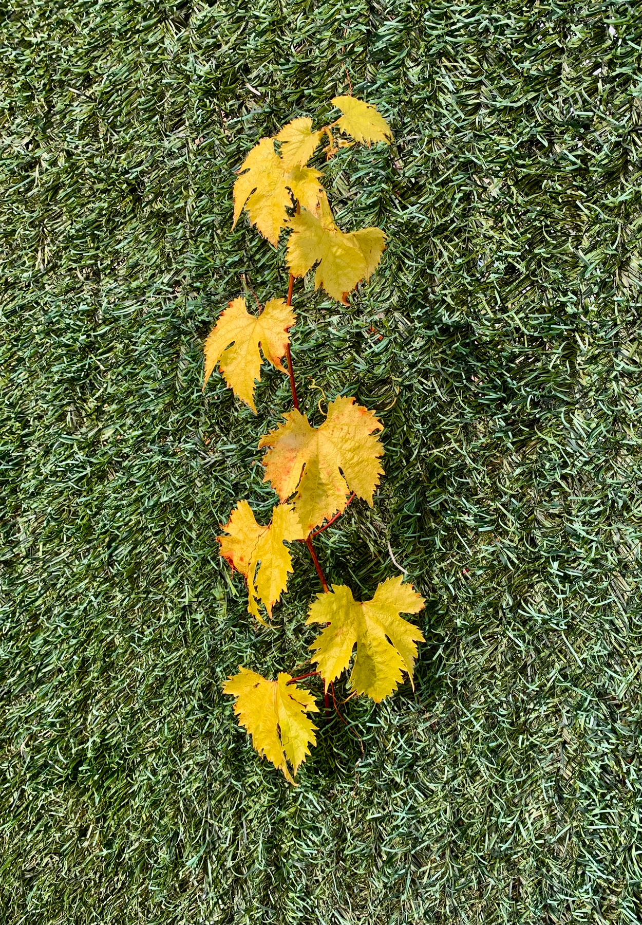 vitis vinifera 