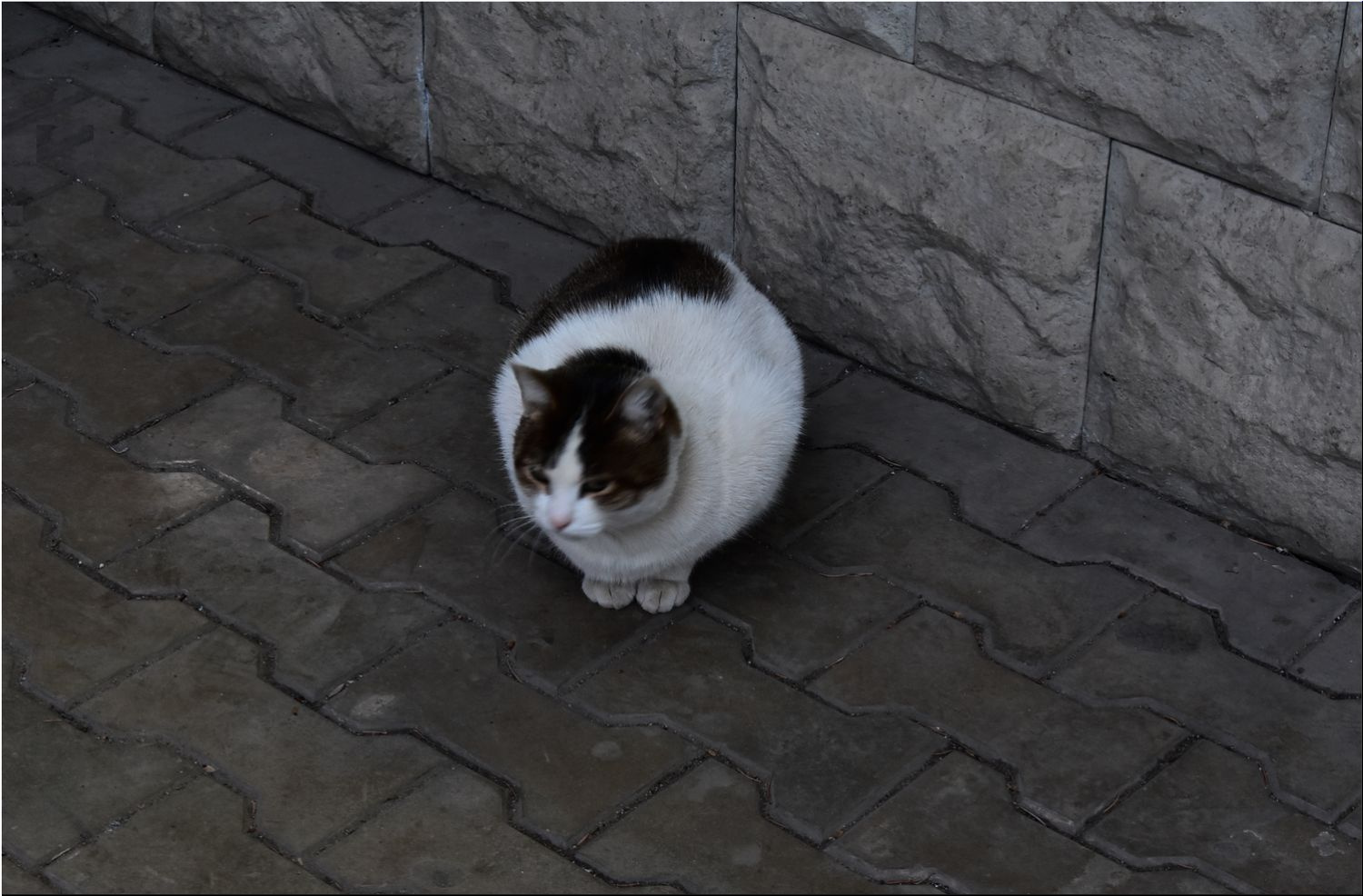 Кошка кошка кошки кот