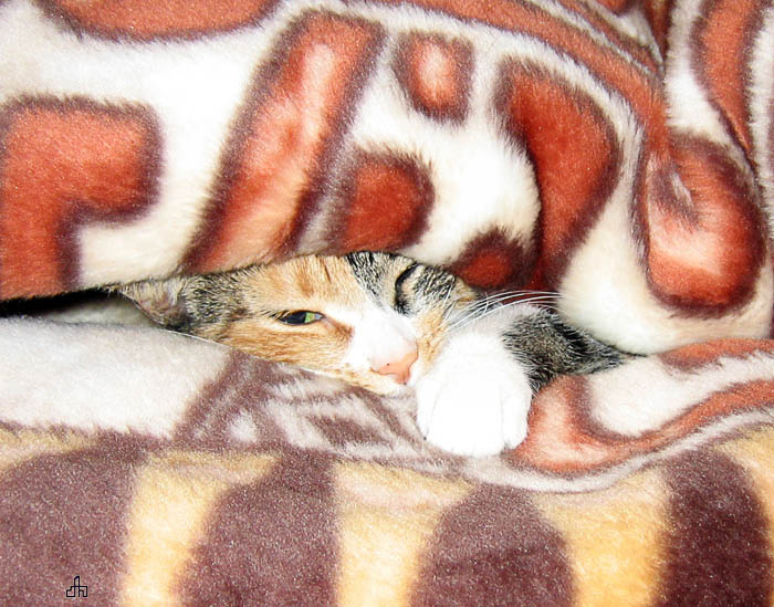 Котя 