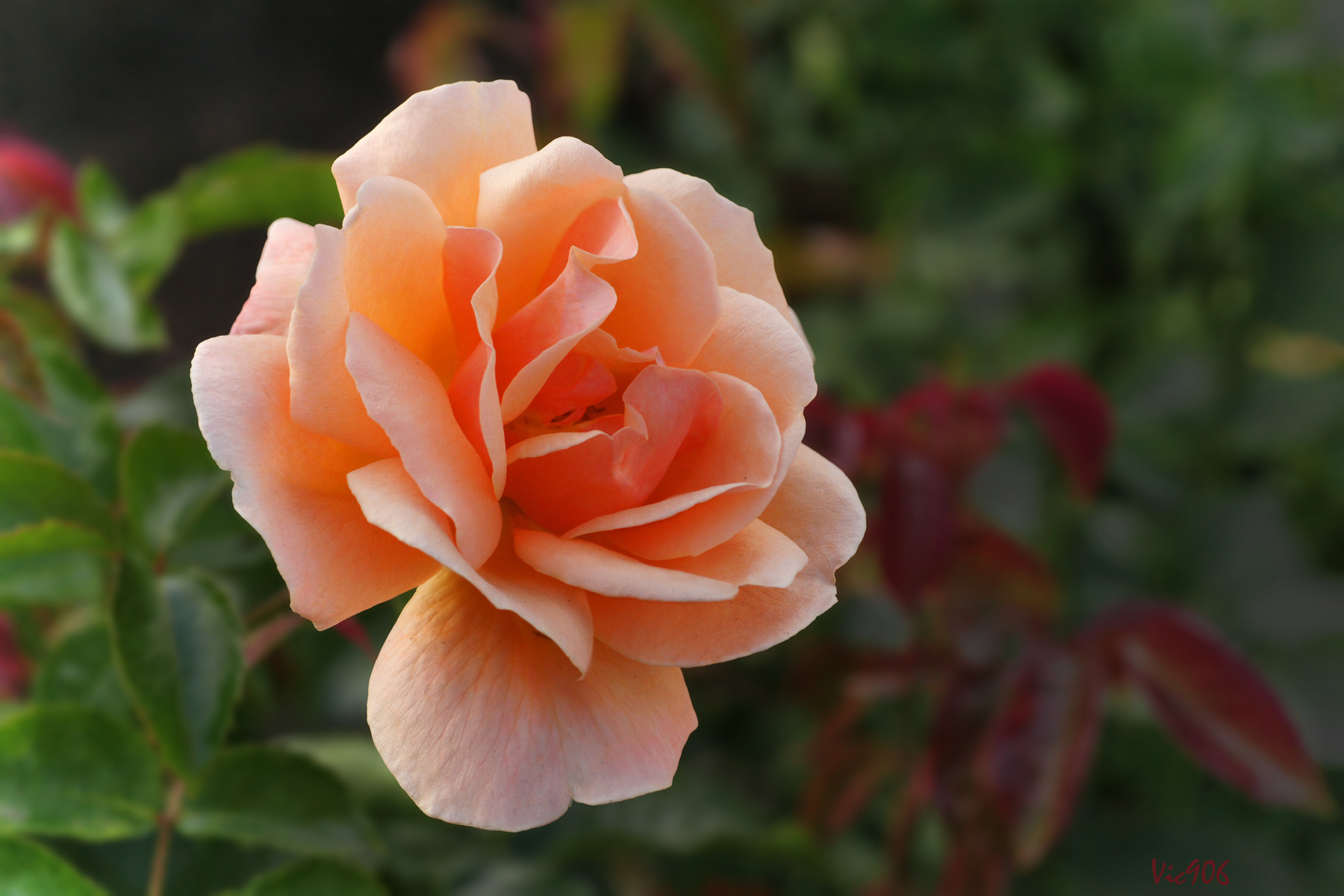 *** цветы природа розы роза rose