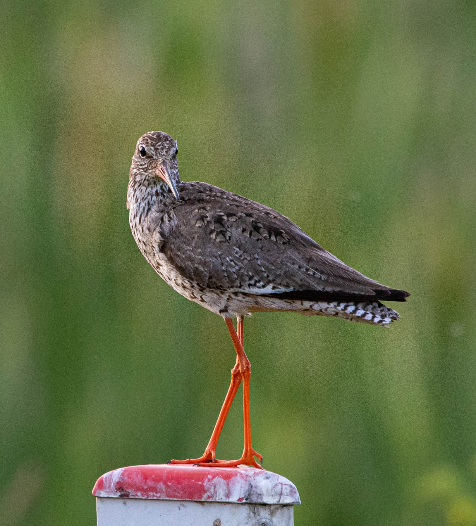 Травник травник redshank