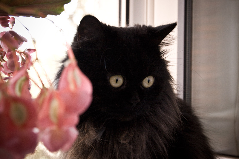 Кошка кошка окно