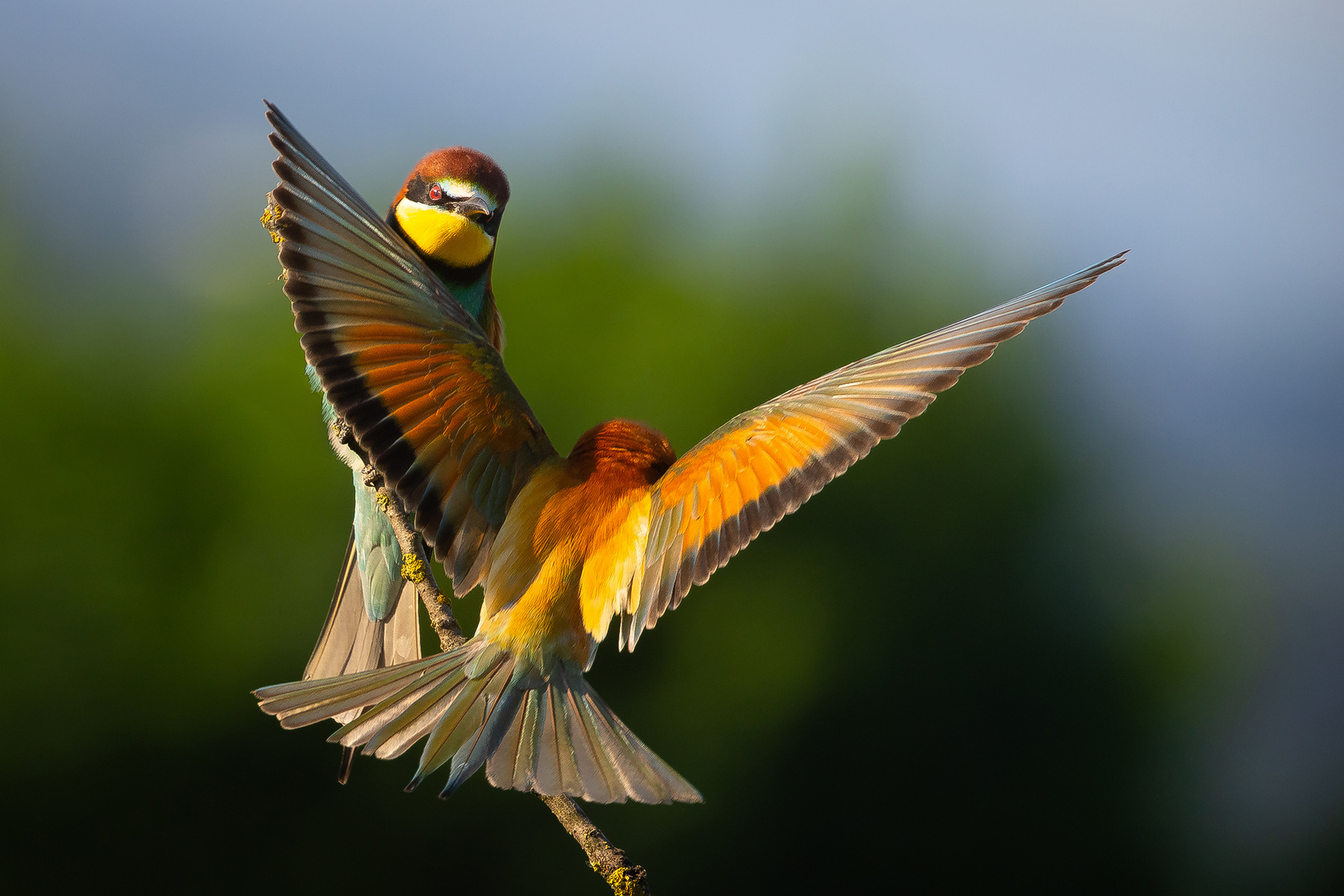 Bee-eater 