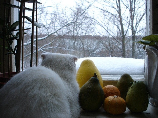 скоро лето кошка зима животные