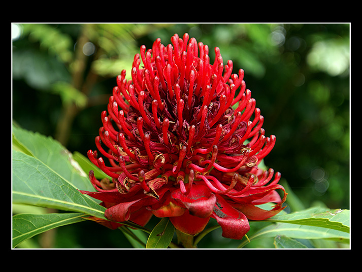Waratah 2 