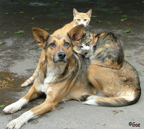 друзья вопреки собака кошка домашние животные