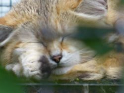Zzzzzzzzzzzzzzz кот