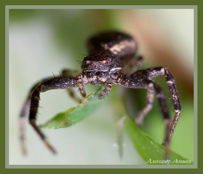 Thomisidae Xysticus (портрет) Salticidae, паук, скакун