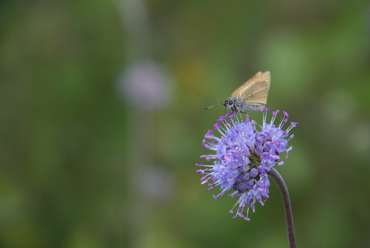 Butterfly бабочка цветы растения природа натюрморт макро лето обои