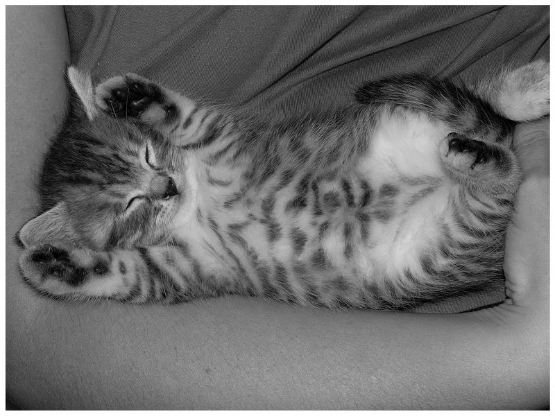 Наш Wiskas... Животные Кошка Котёнок Котята