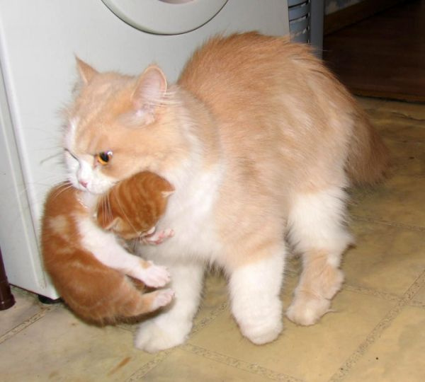 не порядок кошка, котенок, кухня