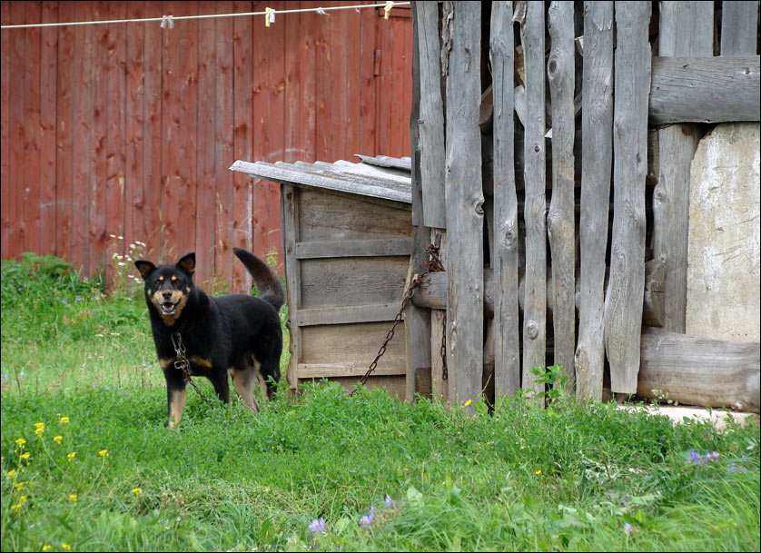 happy village life / про радость деревенского бытия про радость жизни