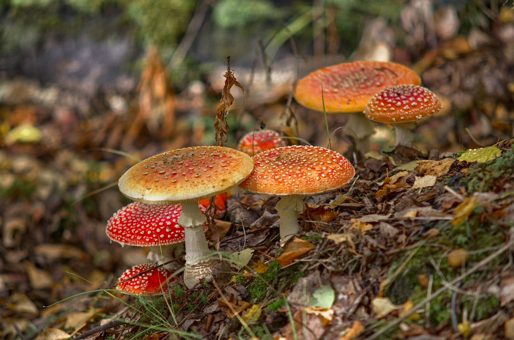 *** мухоморы,грибы,осень,тайга