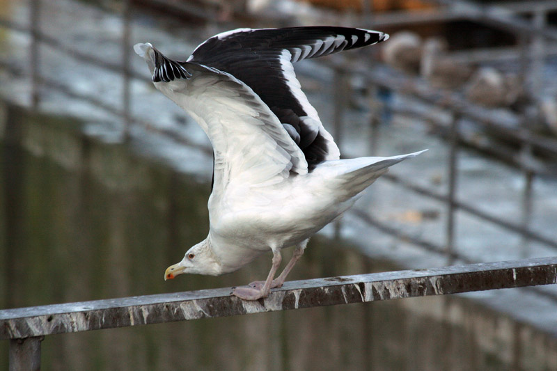 разминка Морская чайка Larus marinus