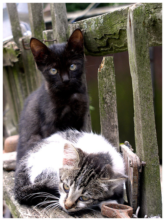 родственники кот котята деревня