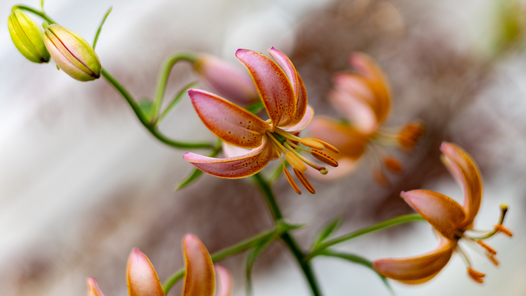 Лилия 