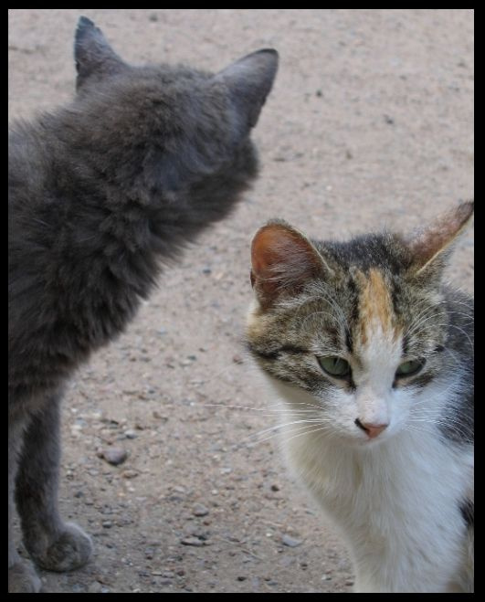 коШкина тень кот кошка улица тень дворовый