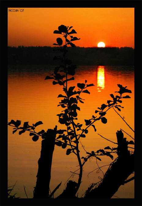 sunset Закат, ветки, силуэты