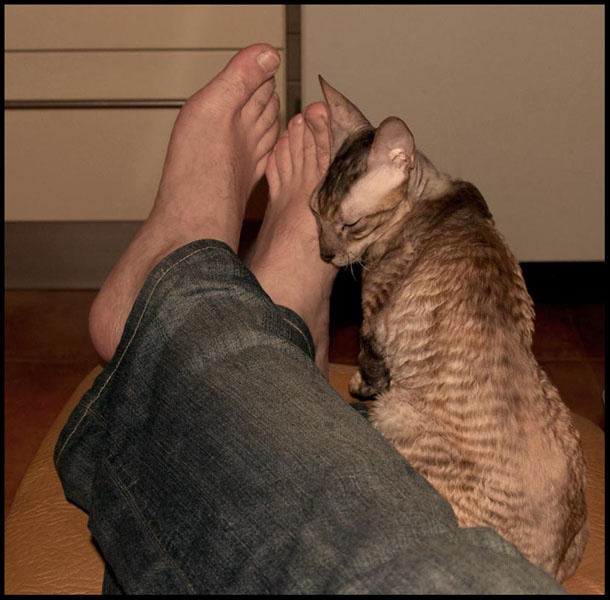 Фетишистка кошка