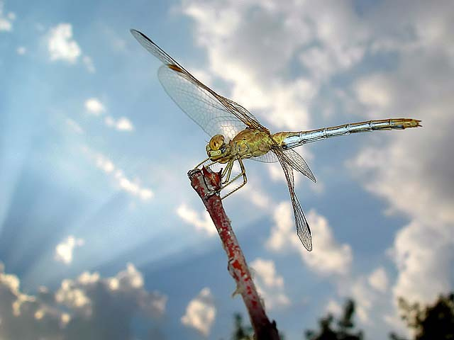 dragonfly стрекоза
