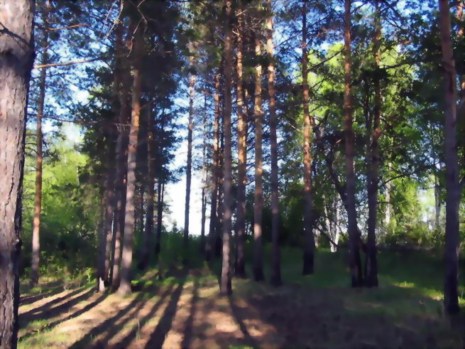 Лес 