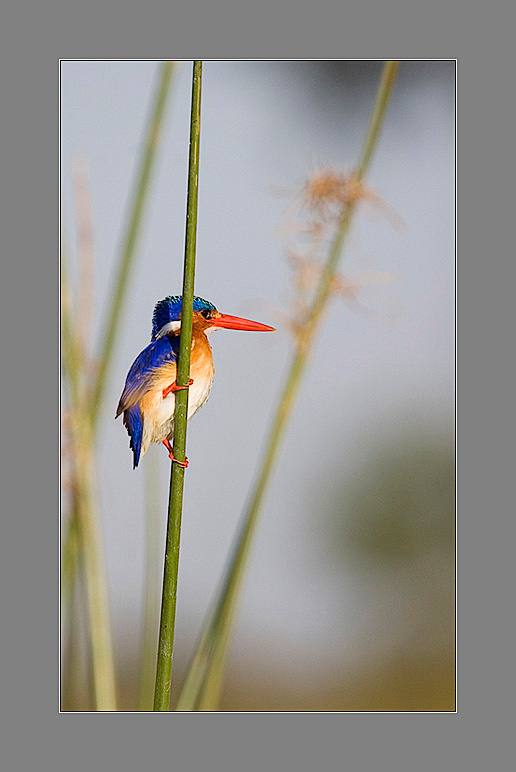 malachite kingfisher 