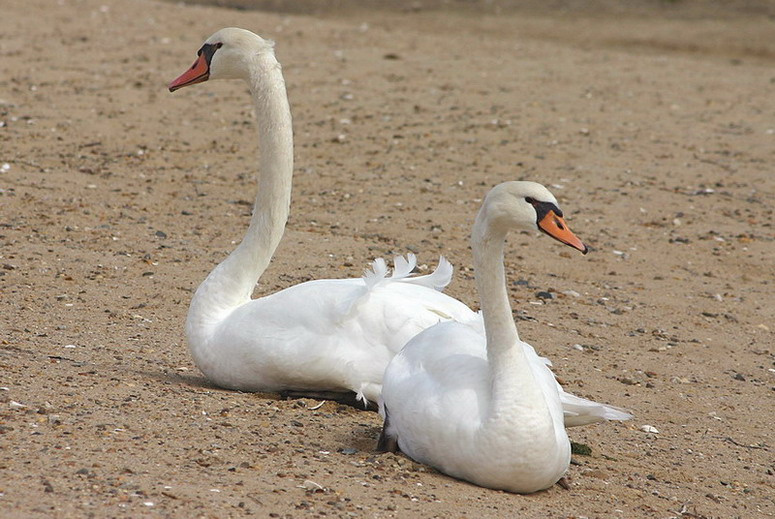 Swans лебеди Cape Cod Chatham