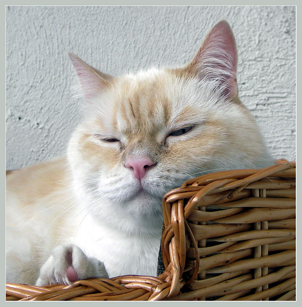Я на солнышке лежу... Кот