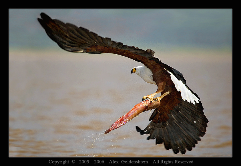 The African Fish Eagle (Haliaeetus vocifer). Африка, Кения, орлан-крикун, (Haliaeetus-vocifer), Август-2006