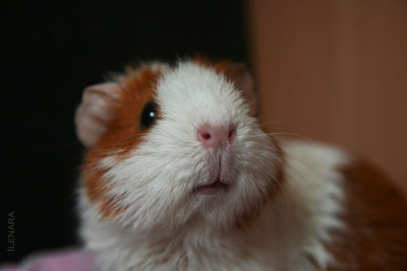 После душа свинка cavia