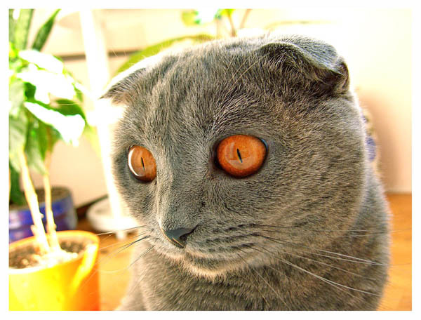 я люблю солнце! коста