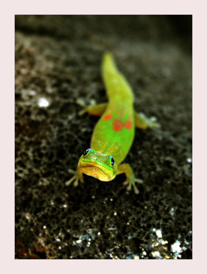 Who are you? gekko green Phelsuma