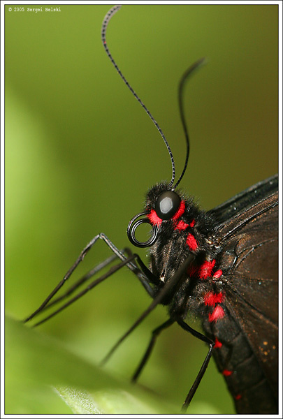 butterfly (repost) butterfly