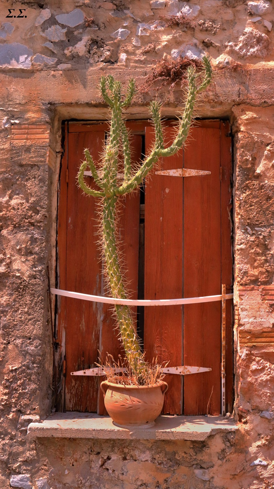 THE OVER GROWN CACTUS AT THE WINDOW 