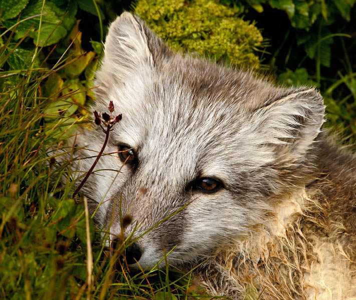Спрятался Песец, Alopex lagopus, Остров Св. Георгия, о-ва Прибылова, Arctic Fox, St. George Island, the Pribilofs, Bering Sea, Alaska